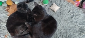  Kater Brüder ! Zusammen 450  Heilige Birmamix ! 10 Monate  Bild 5