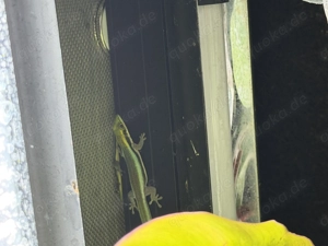 Phelsuma Klemmeri 1.1.1