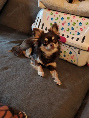 Suche Deckrüden Chihuahua LH