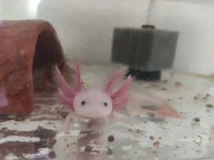 Axolotl Jungtiere, ca.13-15 cm