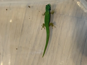 Phelsuma Nigristriata 0.0.2
