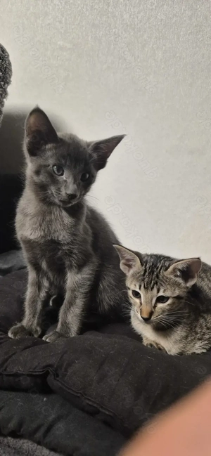 Okh Kitten orientalisch Kurzhaar