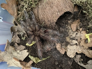 Vogelspinnen abzugeben 