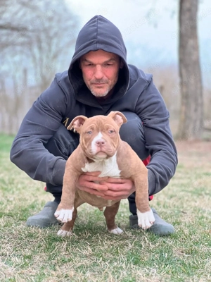 American Bully Pockets