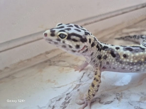 Leopardgecko 1.0 Ms Bold Jungle