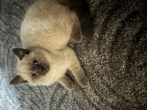 Britisch Kurzhaar Kätzchen 