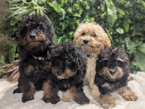 Liebe Cockapoo Cockerpoo Welpen