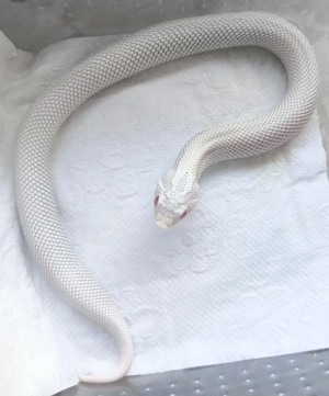 Hakennasennattern Heterodon nasicus