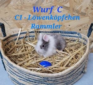 2 kleine Zwergkaninchen Löwenköpfchen 