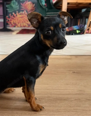 Russkiy Toy Mädchen sucht ein liebevolles Zuhause!