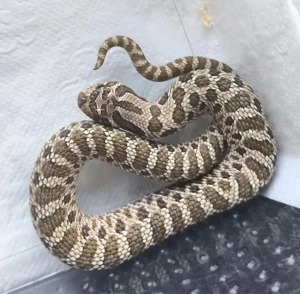 Hakennasennattern Heterodon nasicus