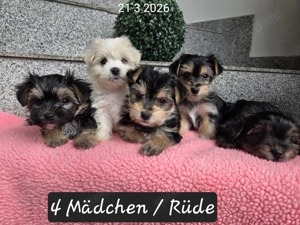 Morkie    Yorkshire-Malteser Babys    Chip