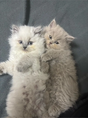 Britsch langhaar katze 