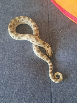 1.0 Axantic tofee belly