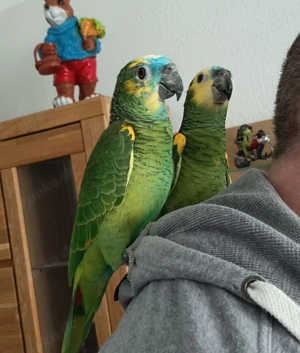 2 Blaustirnamazonen Pärchen sprechend abzugeben (ca. 2 Jahre alt) inklusive großem Montana-Käfig Bild 10