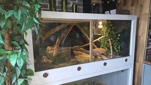 120 60 60 OSB Holz Terrarium mit 0.1 Lampropeltis getula brooksi adult 4 Jahre alt