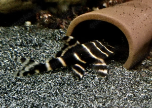 L204 Panaqolus albivermis Ringelsocken Harnischwels