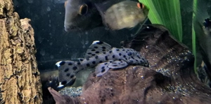 L264 Leporacanthicus josemali Weißspitzen Rüsselzahnwels