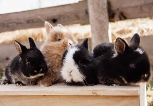 Zwergkaninchen, Löwenköpfchen, Zwergwidder, Löwenwidder Babys