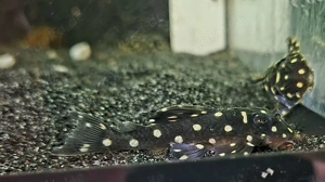 L201 Hypancistrus spec. Orinoko Engelsharnischwels