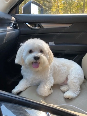 Süßer Malteser Hund zu verkaufen