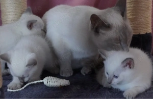 Reinrassige Siam Kitten