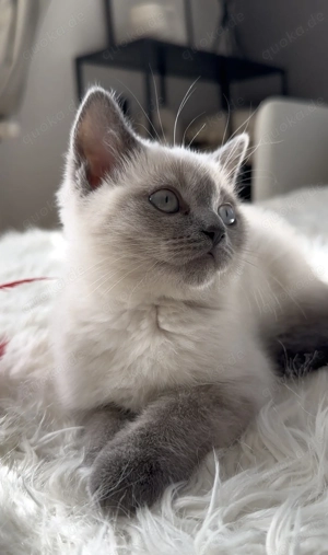 Reinrassige Bkh kitten Blue Point 