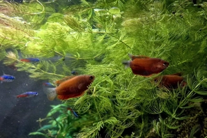 Roter Honiggurami Trichogaster chuna