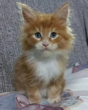 Wunderschöne und gesunde Maine-Coon-Kätzchen