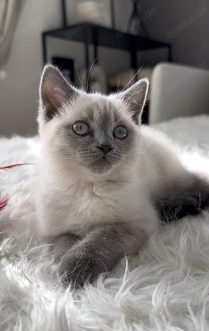 Bkh kitten Blue Point Katze 