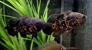 Pfauenaugenbuntbarsch Oskar Astronotus ocellatus Tiger oder Gold 