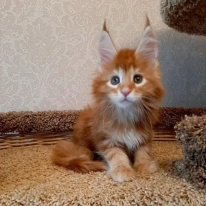 Herausragende Maine-Coon-Kätzchen (männlich und weiblich)