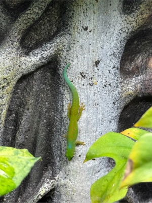 Pasteuer Taggeckos (Phelsuma pasteuri)