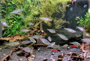 Diamant Regenbogenfisch Melanotaenia praecox