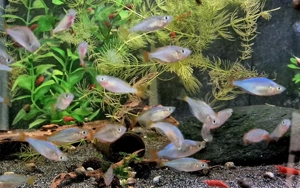 Diamant Regenbogenfisch Melanotaenia praecox Bild 4