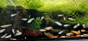 Auswahl Medaka japanischer Reisfisch Oryzias latipes 