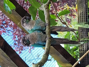 Molinasittich, Grünwangen-Rotschwanzsittich in Türkis