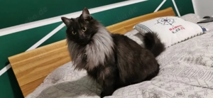 2 Norwegische Waldkatzen