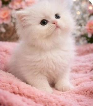 Wunderschönen Perserkitten