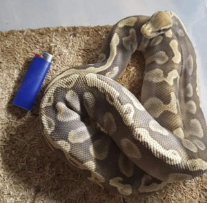 1.0 königspython  Mojave Pastel GHI Hypo 