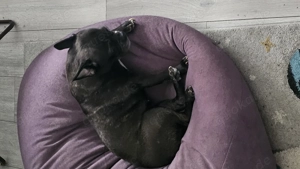 Franzsösische Bulldogge