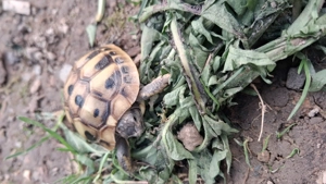 Griechische Landschildkröten Testudo Hermanni NZ2025