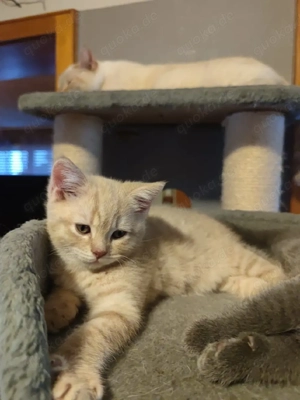 Süßes BKH Kätzchen sucht zuhause