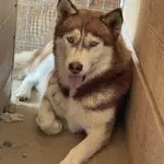 Jenna   Eine wahre Schönheit auf vier Pfoten sucht ihr Paradies