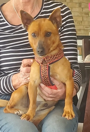 Mogli, kleiner Pinscher Rüde 