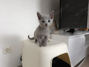 Russisch blau Kätzchen 