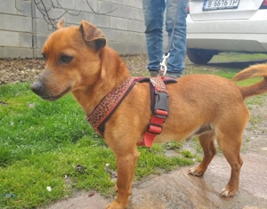 Mogli, kleiner Pinscher Rüde 