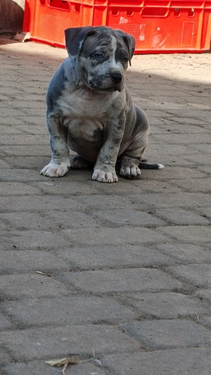 American Bully Xl Male Abkc