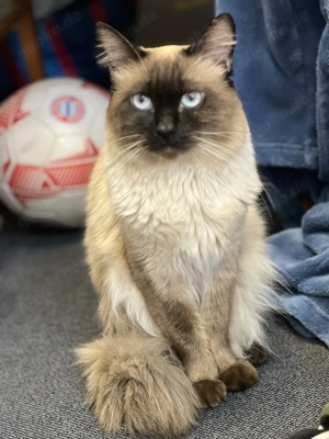 Deckkater, Erfahren und wunderschönen 