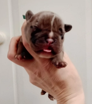 Exotic Bulldogges welpen ABKC micro pocket extreme
